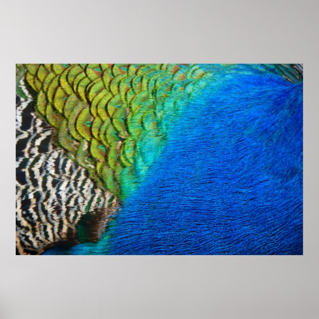 Poster Penas de Peacock IV Abstrato (Frente)