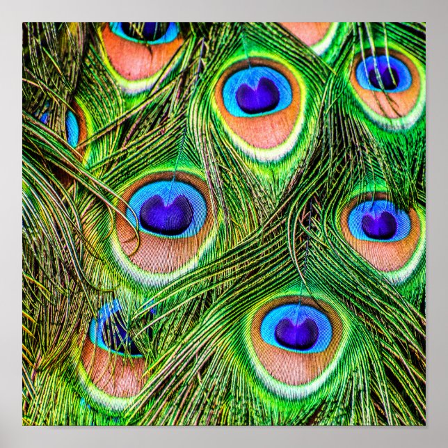 Poster Penas de Peacock magníficas (Frente)