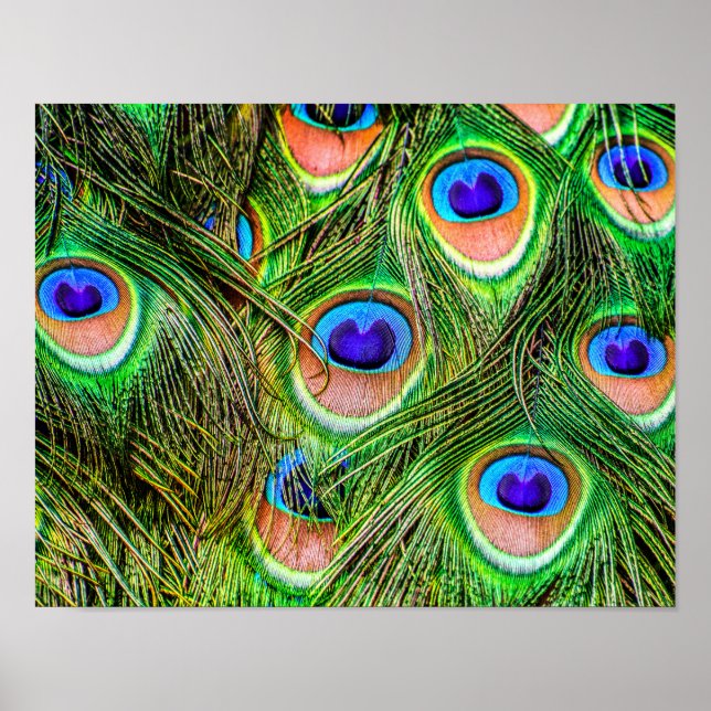 Poster Penas de Peacock Shimmering (Frente)