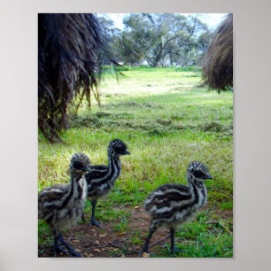 Poster "Penas do Futuro: Três Pintinhos Bebês Emu"