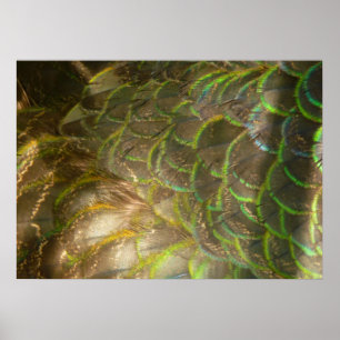 Poster Penas Peacock III (Mulher) Design