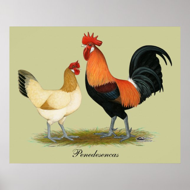Póster Penedesenc a Chickens (Frente)