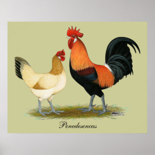 Póster Penedesenca Chickens