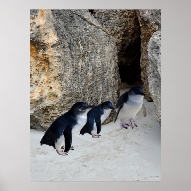 Poster Penguin Beach House, (Frente)