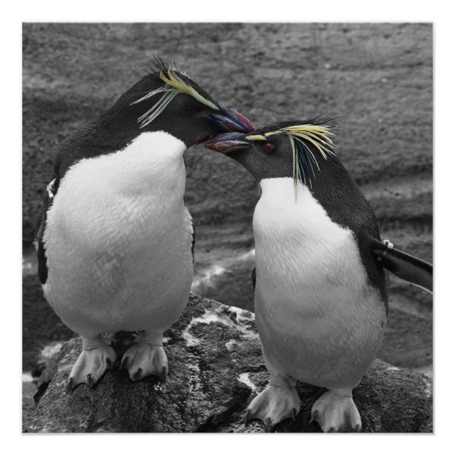 Póster Penguin Colour Splash (Frente)