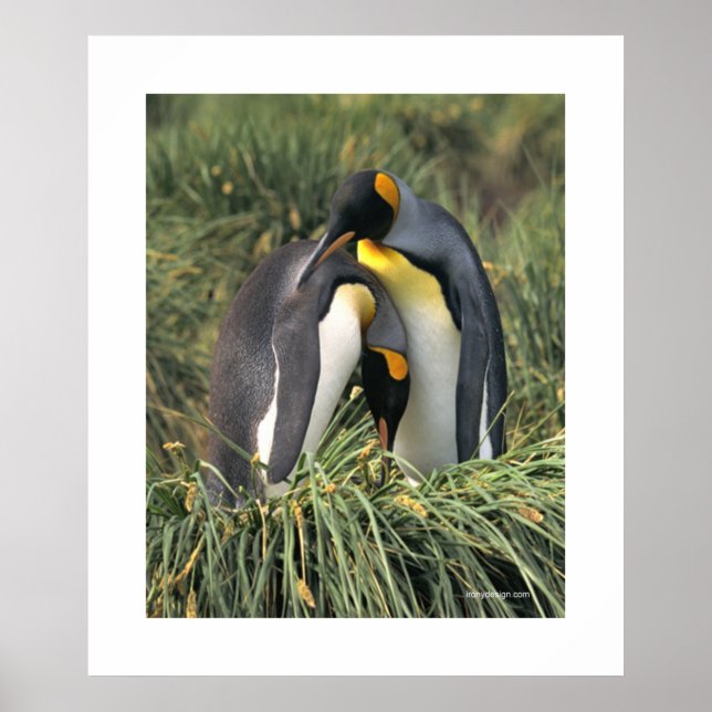 Poster Penguin Cuddle (Frente)