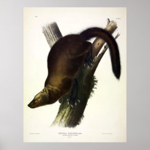 Poster Pennant's Marten, ou Fisher, por Audubon