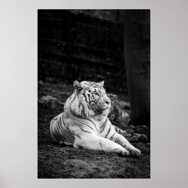 POSTER PENSAMENTO DE TIGER (Frente)