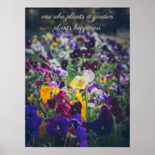 Poster Pensées coloridas em flor no jardim rural