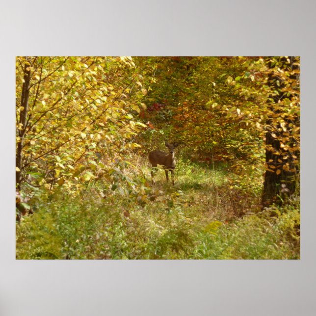 Poster Pensilvânia Deer in Fall Nature (Frente)