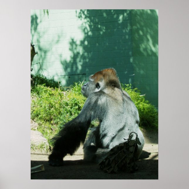 Póster Pensive Gorilla (Frente)