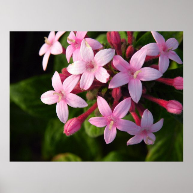 Póster Pentas pôster (Frente)
