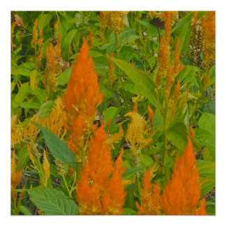 Póster Pente de pinto com amor queimado