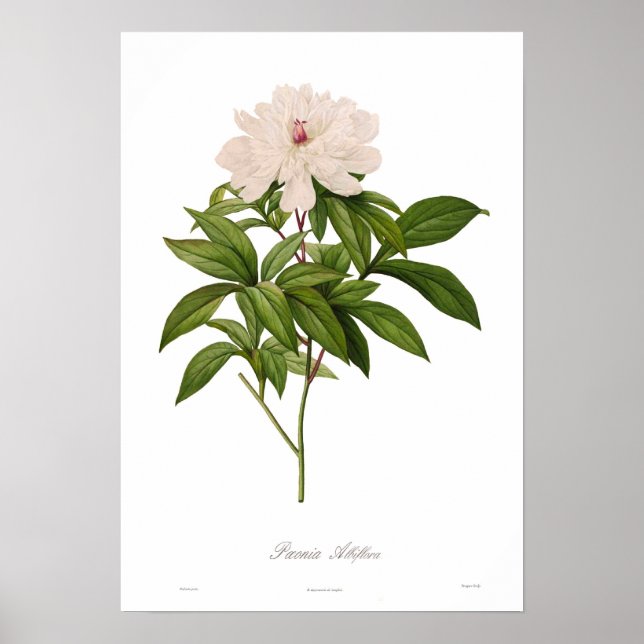 Póster Peonia albiflora (Frente)