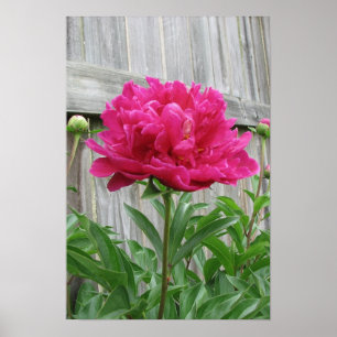 Póster Peônia cor-de-rosa