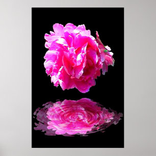 Póster Peônia cor-de-rosa
