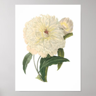 Póster peônia (flagrans do Paeonia) por Redouté