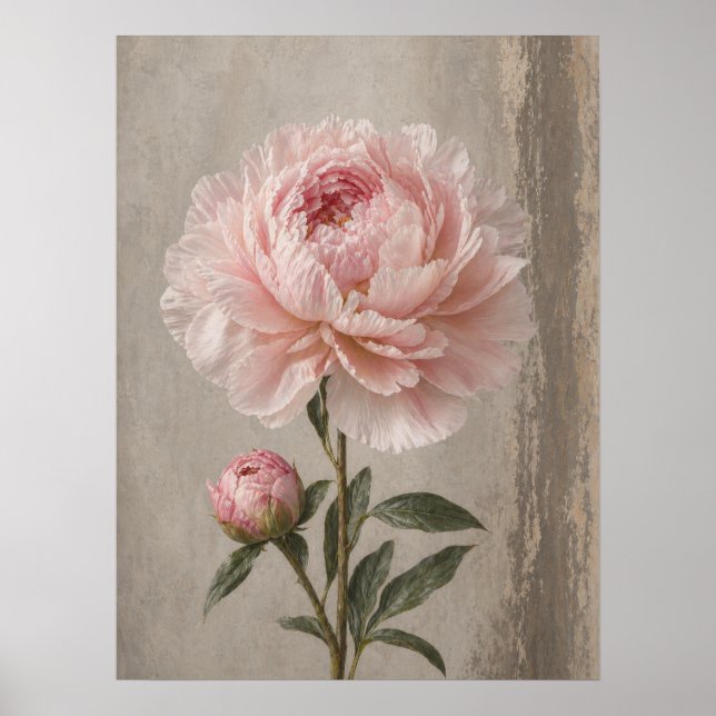Poster Peônia Rosa Bege em Flor com Botão Botânico (Frente)