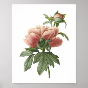 Póster peônia (sp do Paeonia.) por Redouté
