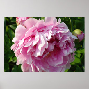 Poster Peônias cor-de-rosa