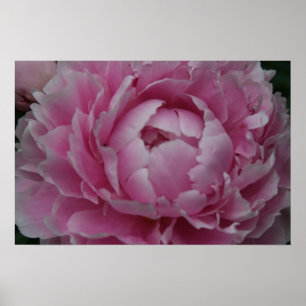 Póster Peônias na flor completa