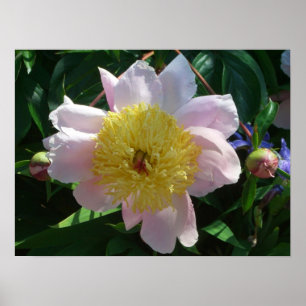 Póster Pêonias Rosa e Amarelas Belo Jardim Floral