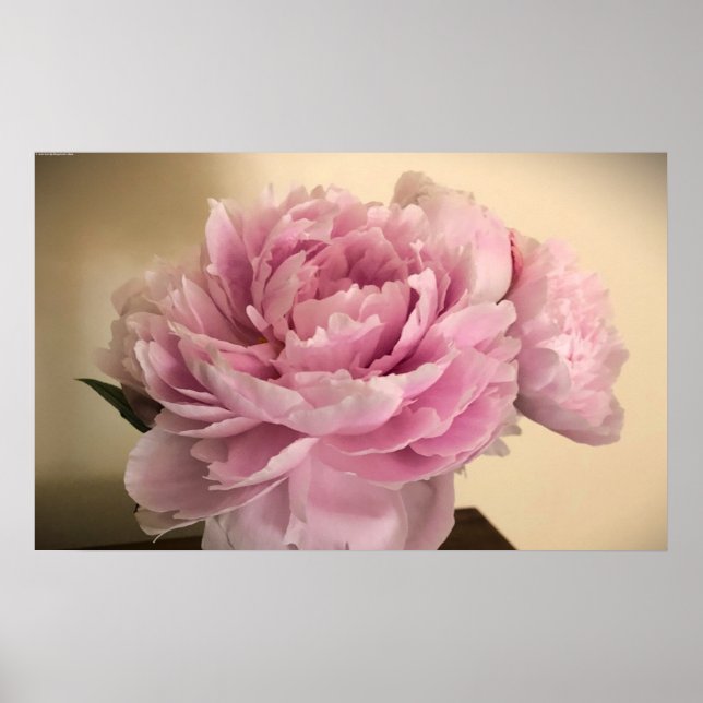 Poster Peony, (Frente)