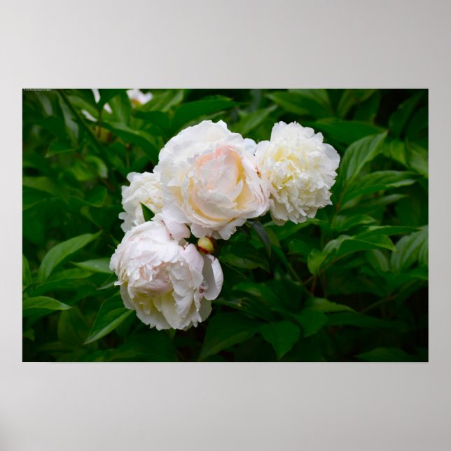 Poster Peony, (Frente)