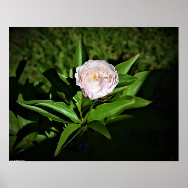 Poster Peony, (Frente)
