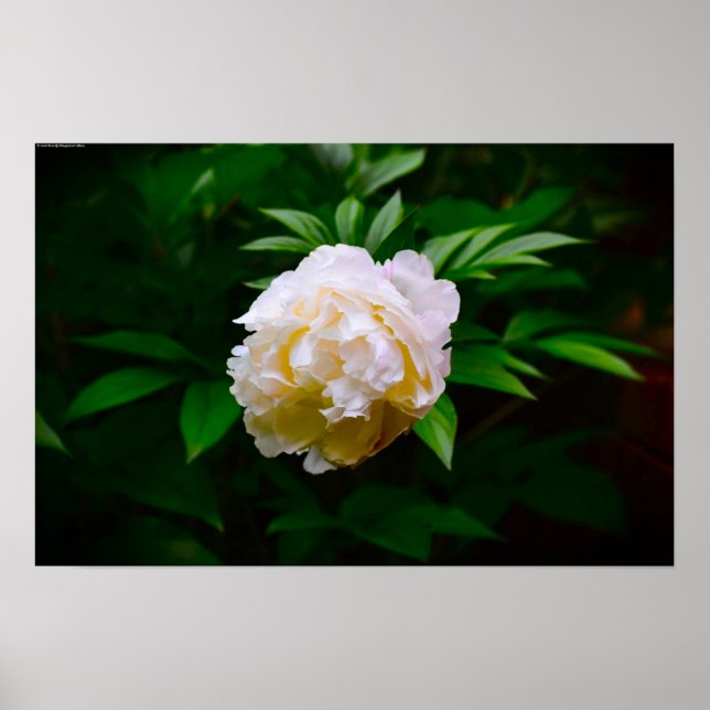 Poster Peony, (Frente)