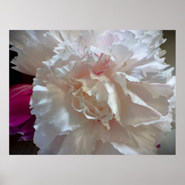 Poster Peony, (Frente)