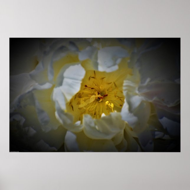 Poster Peony, (Frente)