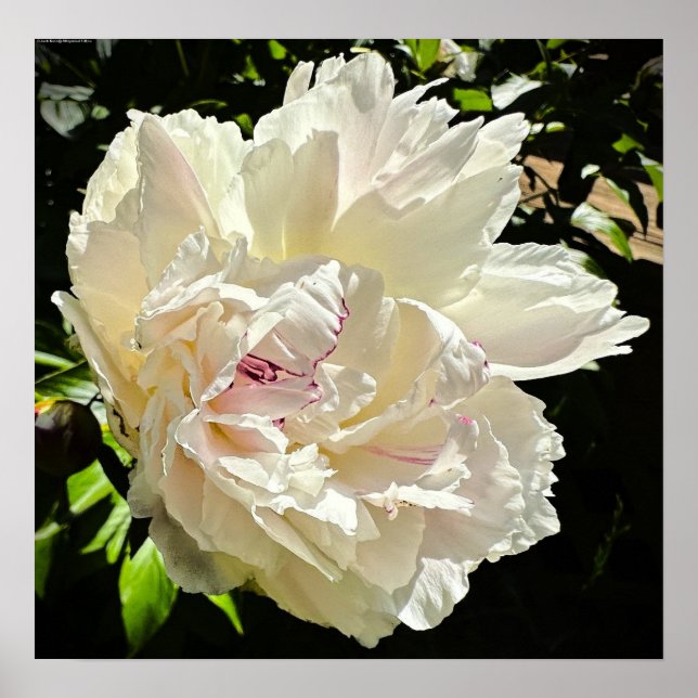 Poster Peony, (Frente)