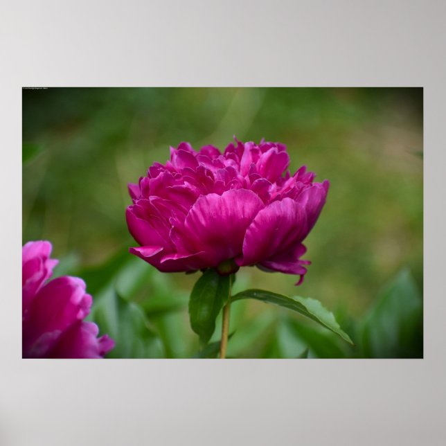 Poster Peony, (Frente)