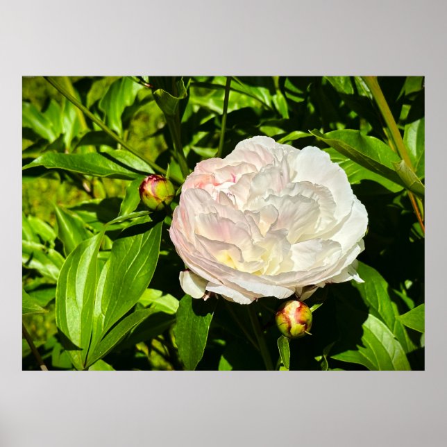 Poster Peony, (Frente)