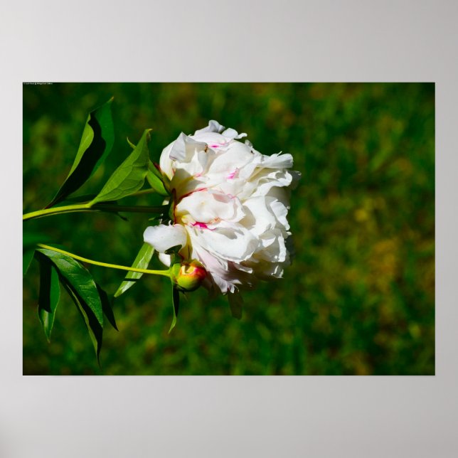 Poster Peony, (Frente)