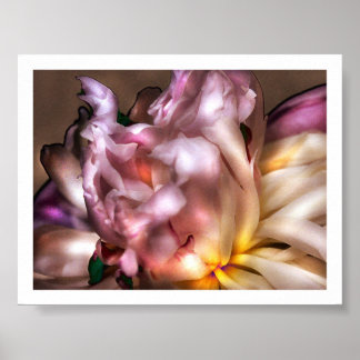 Póster Peony