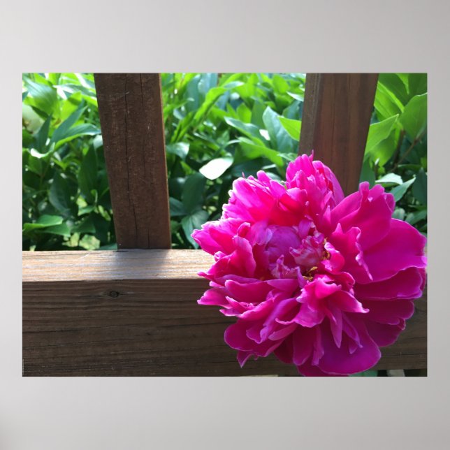 Poster Peony, (Frente)