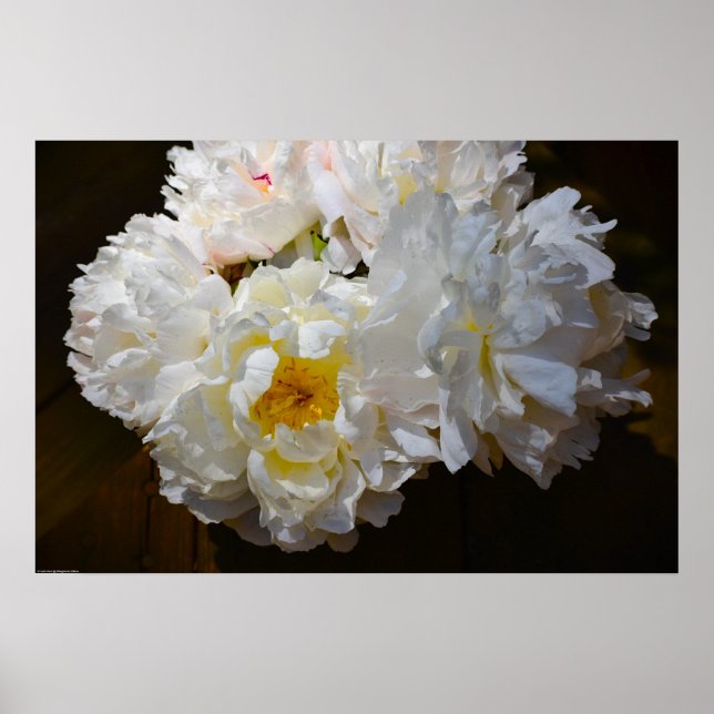 Poster Peony, (Frente)