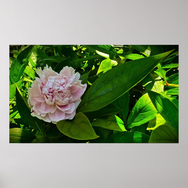 Poster Peony, (Frente)