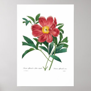 Poster Peony
