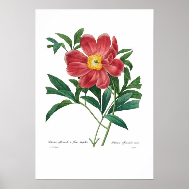 Poster Peony (Frente)