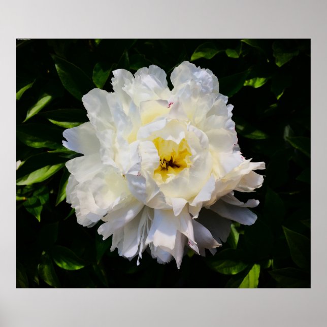 Poster Peony, (Frente)