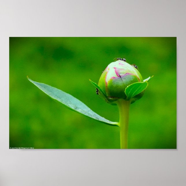 Poster Peony, (Frente)