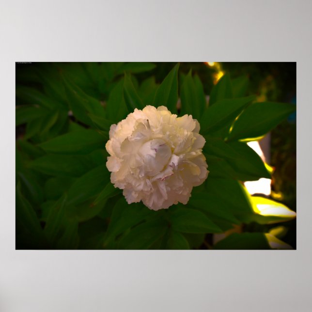 Poster Peony, (Frente)