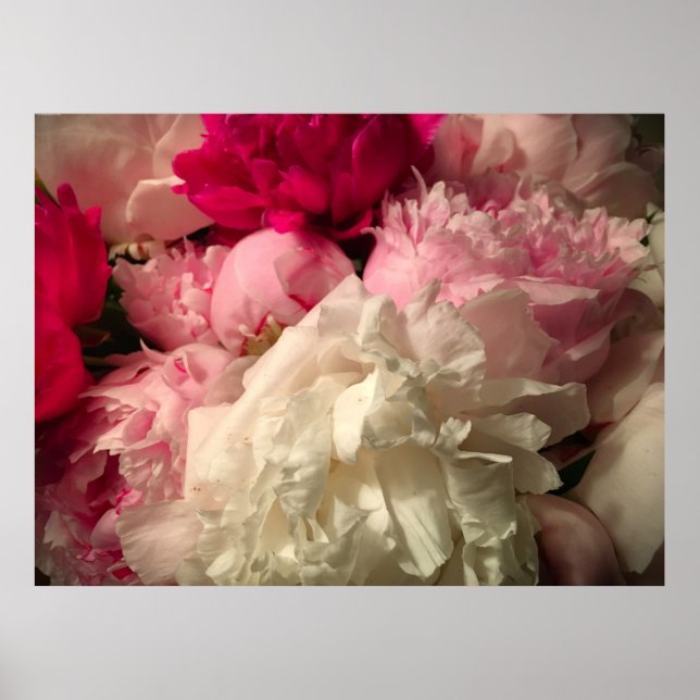 Poster Peony, (Frente)