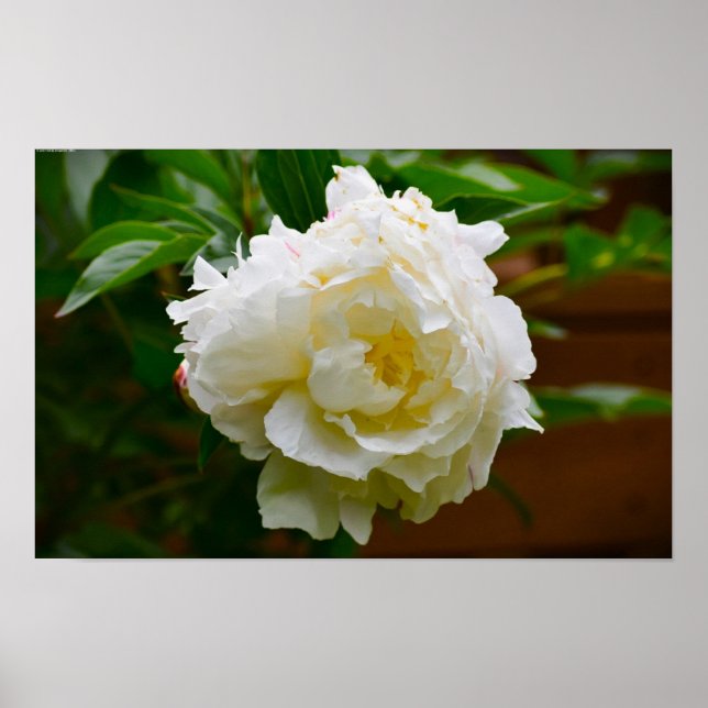 Poster Peony, (Frente)