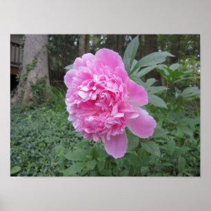 Poster Peony
