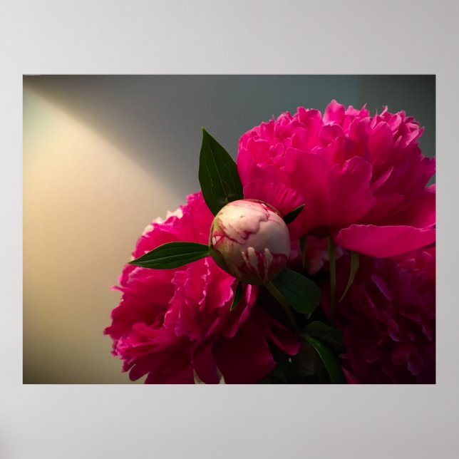Poster Peony, (Frente)