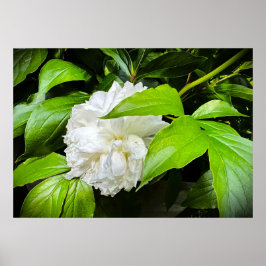 Poster Peony,